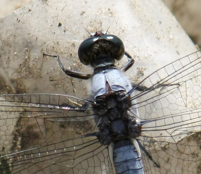 Identificazione  - Orthetrum bruneum (maschio)